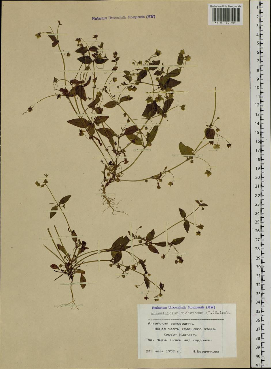 Swertia dichotoma L., Siberia, Altai & Sayany Mountains (S2) (Russia)