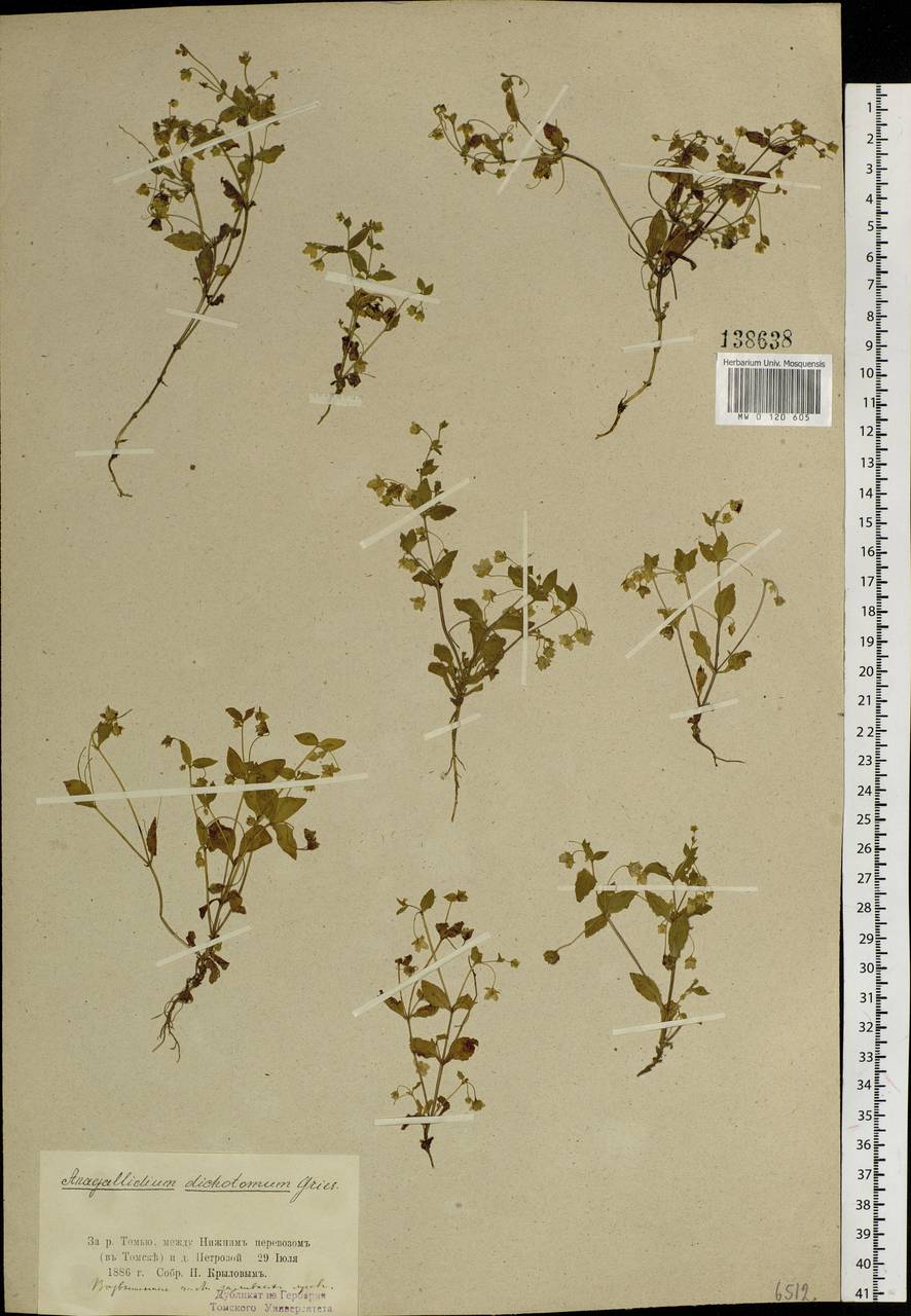 Swertia dichotoma L., Siberia, Western Siberia (S1) (Russia)