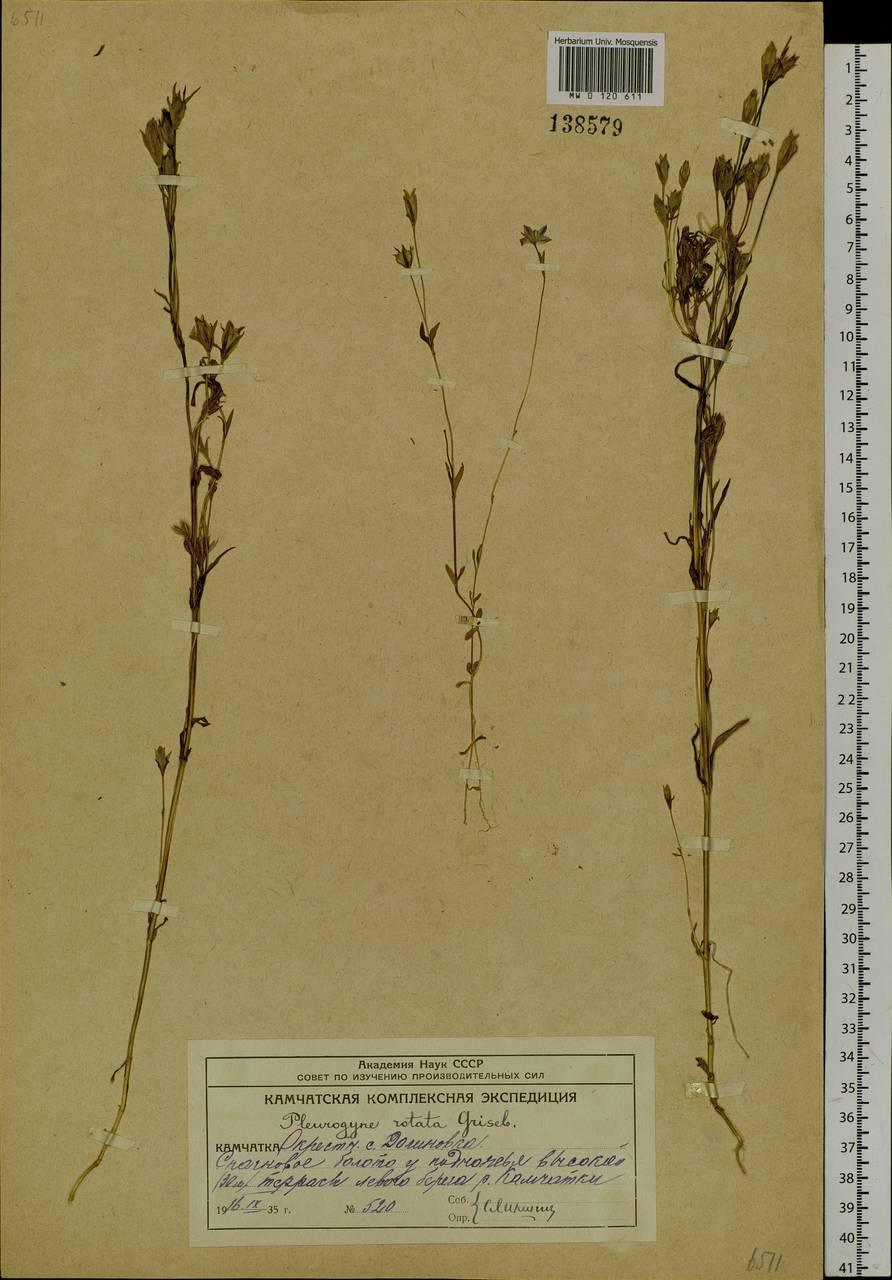 Lomatogonium rotatum (L.) Fries ex Fern., Siberia, Chukotka & Kamchatka (S7) (Russia)