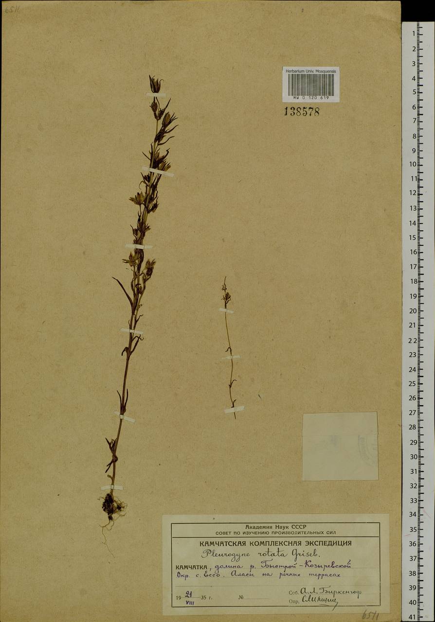 Lomatogonium rotatum (L.) Fries ex Fern., Siberia, Chukotka & Kamchatka (S7) (Russia)