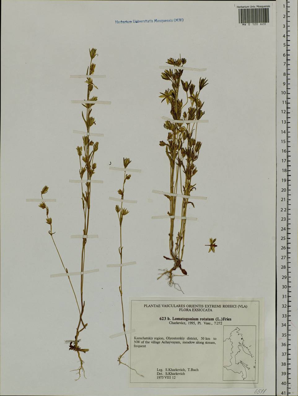 Lomatogonium rotatum (L.) Fries ex Fern., Siberia, Chukotka & Kamchatka (S7) (Russia)