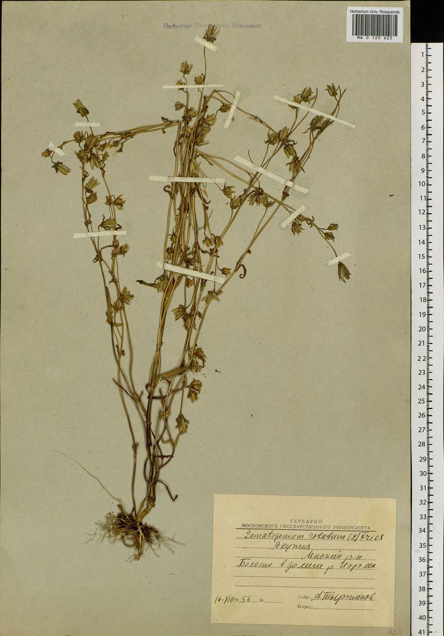 Lomatogonium rotatum (L.) Fries ex Fern., Siberia, Yakutia (S5) (Russia)