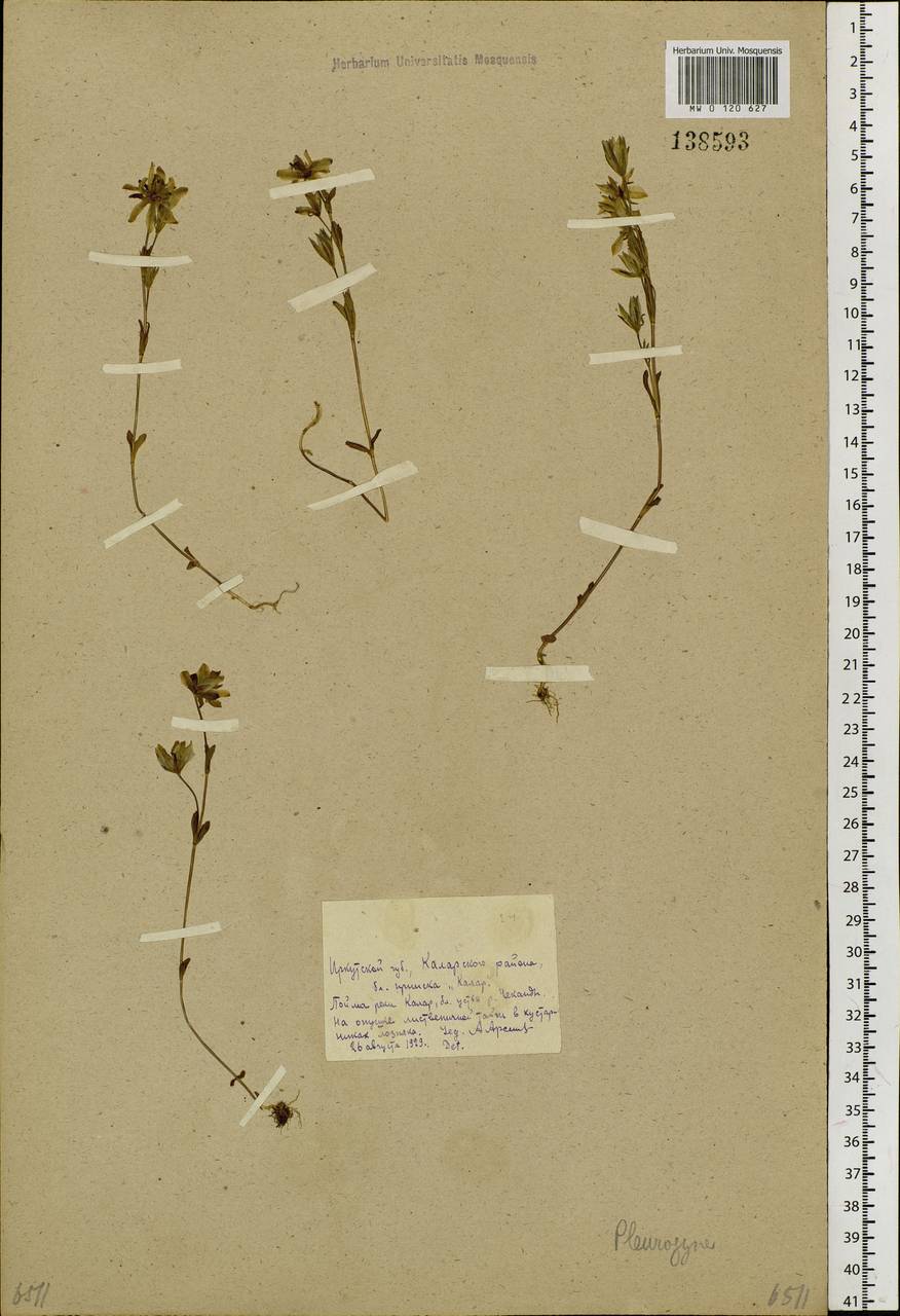 Lomatogonium rotatum (L.) Fr. ex Fernald, Siberia, Baikal & Transbaikal region (S4) (Russia)