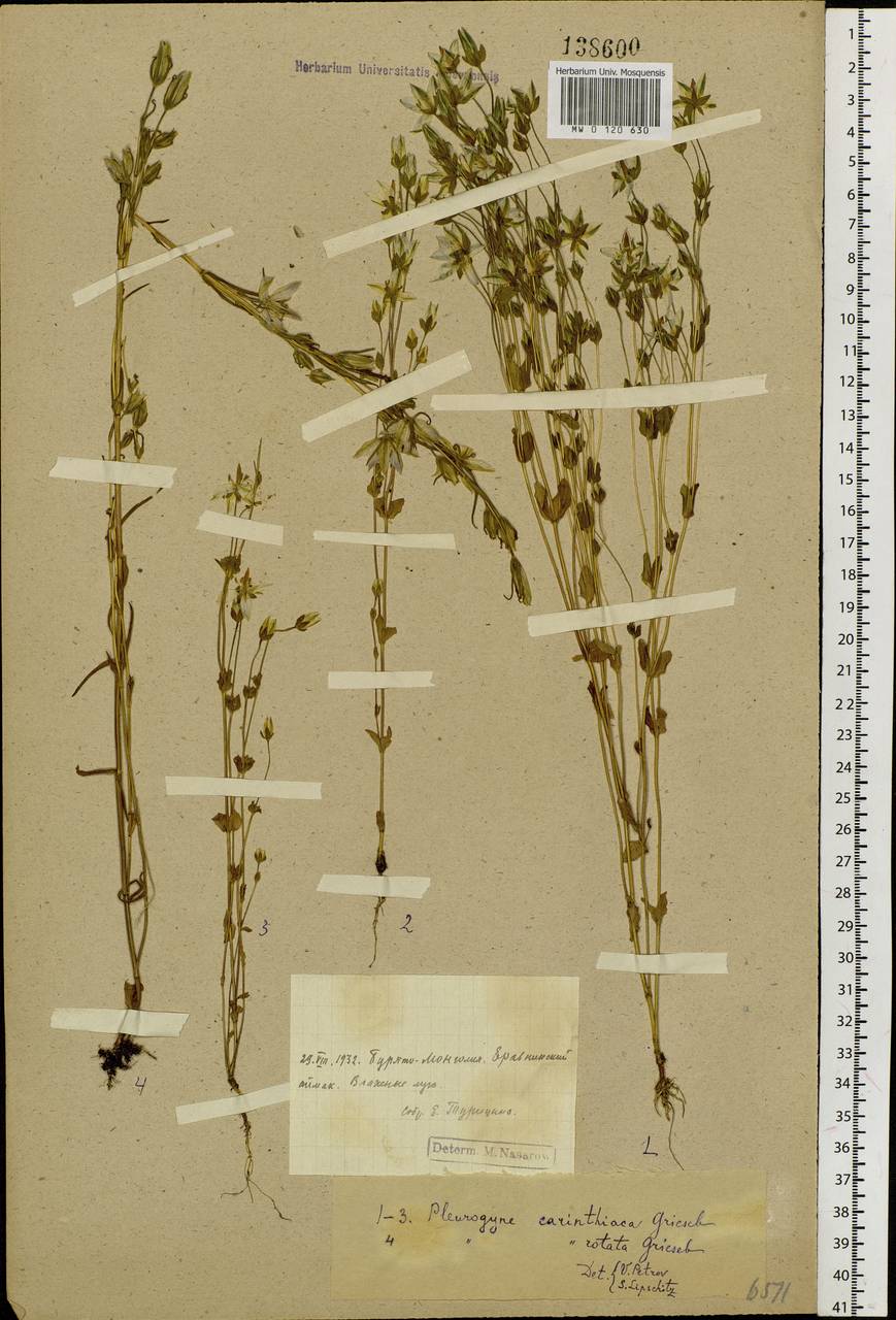 Lomatogonium rotatum (L.) Fries ex Fern., Siberia, Baikal & Transbaikal region (S4) (Russia)