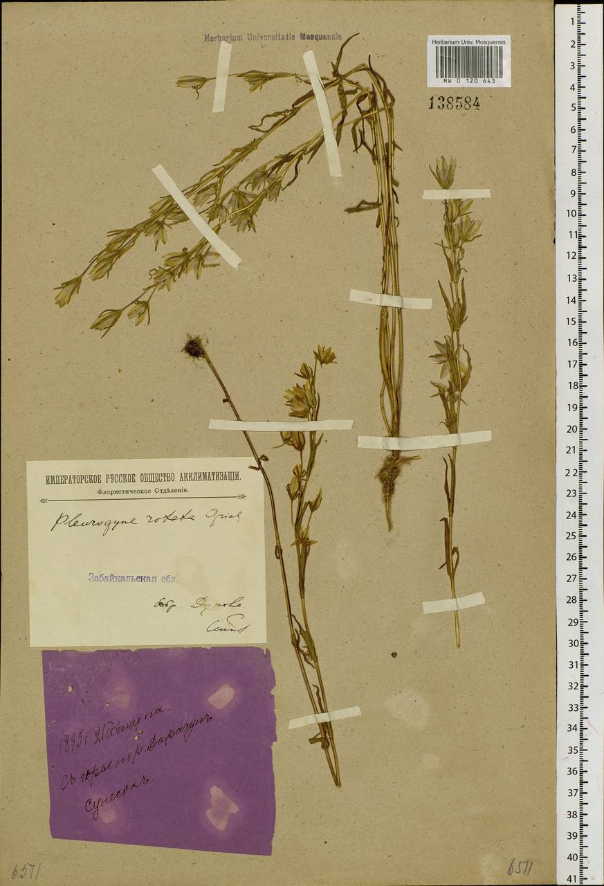 Lomatogonium rotatum (L.) Fries ex Fern., Siberia, Baikal & Transbaikal region (S4) (Russia)