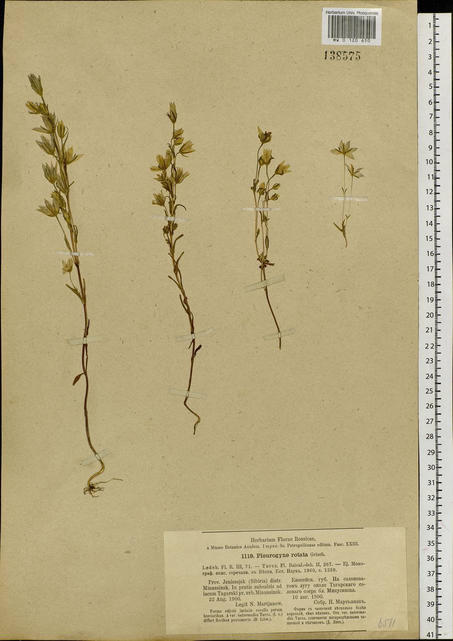 Lomatogonium rotatum (L.) Fr. ex Fernald, Siberia, Altai & Sayany Mountains (S2) (Russia)