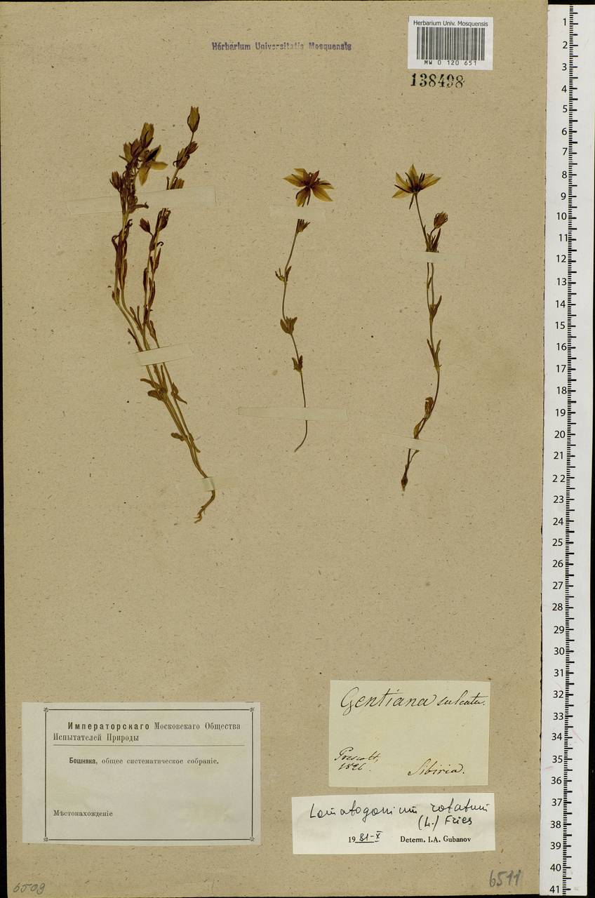 Lomatogonium rotatum (L.) Fries ex Fern., Siberia (no precise locality) (S0) (Russia)