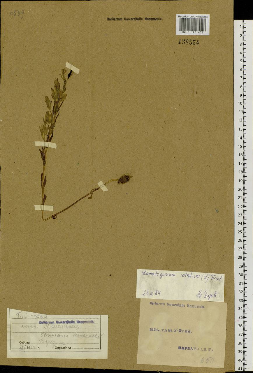 Lomatogonium rotatum (L.) Fr. ex Fernald, Siberia, Altai & Sayany Mountains (S2) (Russia)