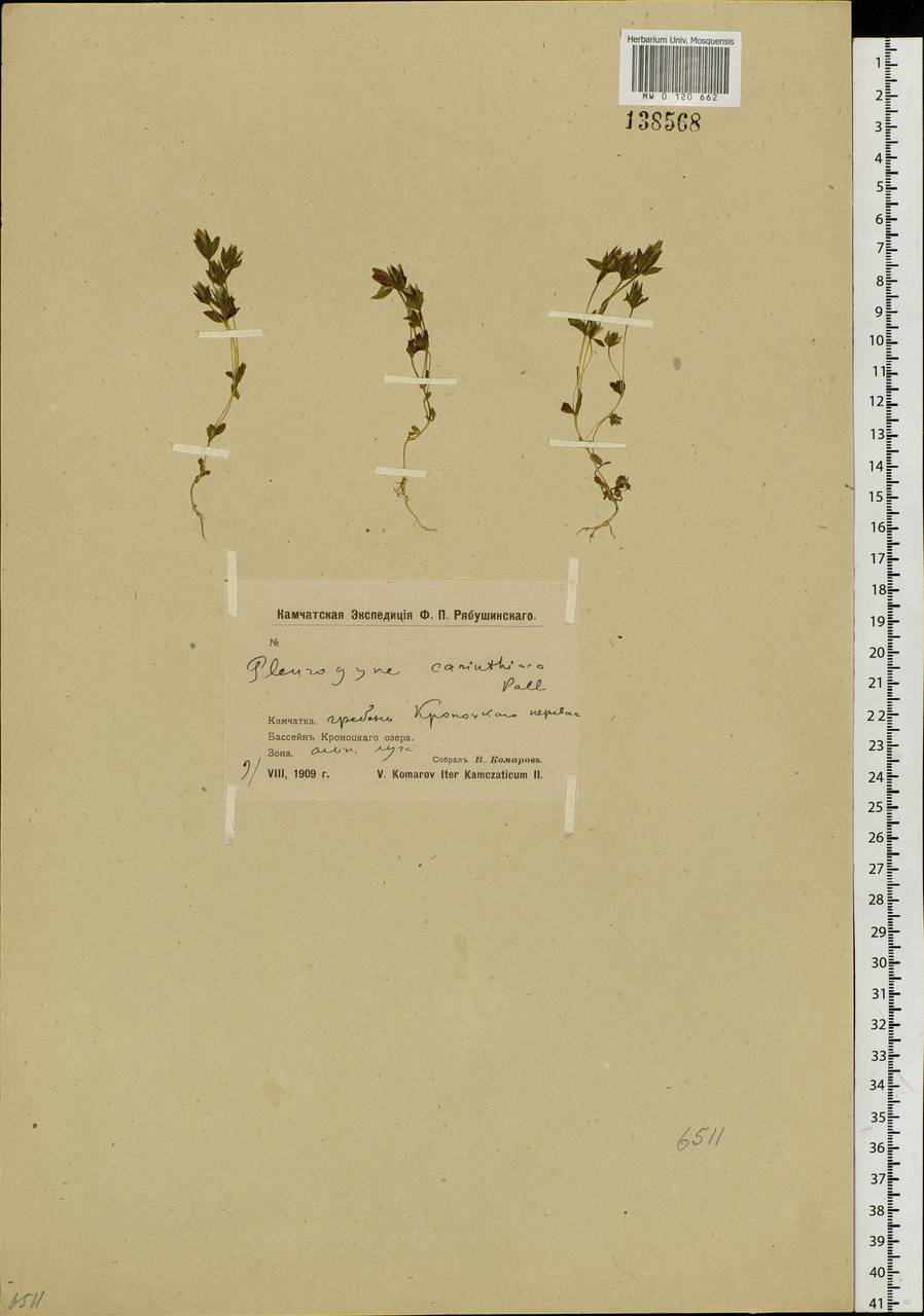 Lomatogonium carinthiacum (Wulfen) Reichenb., Siberia, Chukotka & Kamchatka (S7) (Russia)