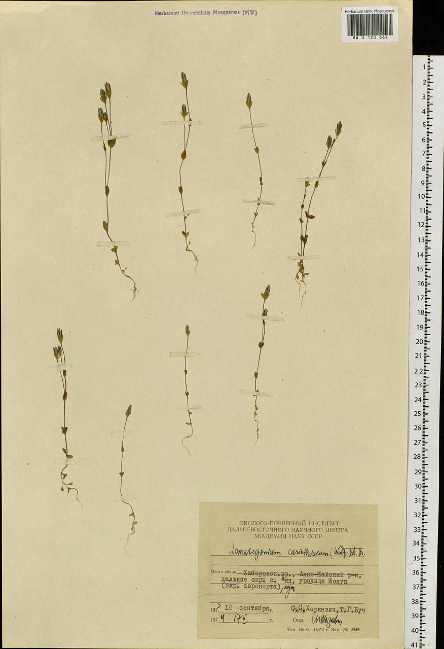 Lomatogonium carinthiacum (Wulfen) Rchb., Siberia, Russian Far East (S6) (Russia)
