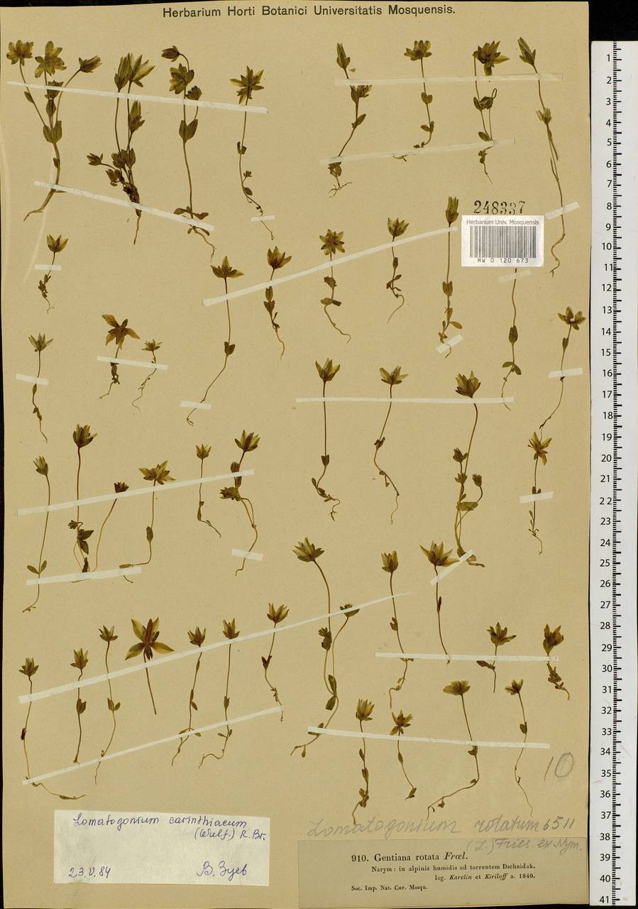 Lomatogonium carinthiacum (Wulfen) Rchb., Siberia, Western (Kazakhstan) Altai Mountains (S2a) (Kazakhstan)
