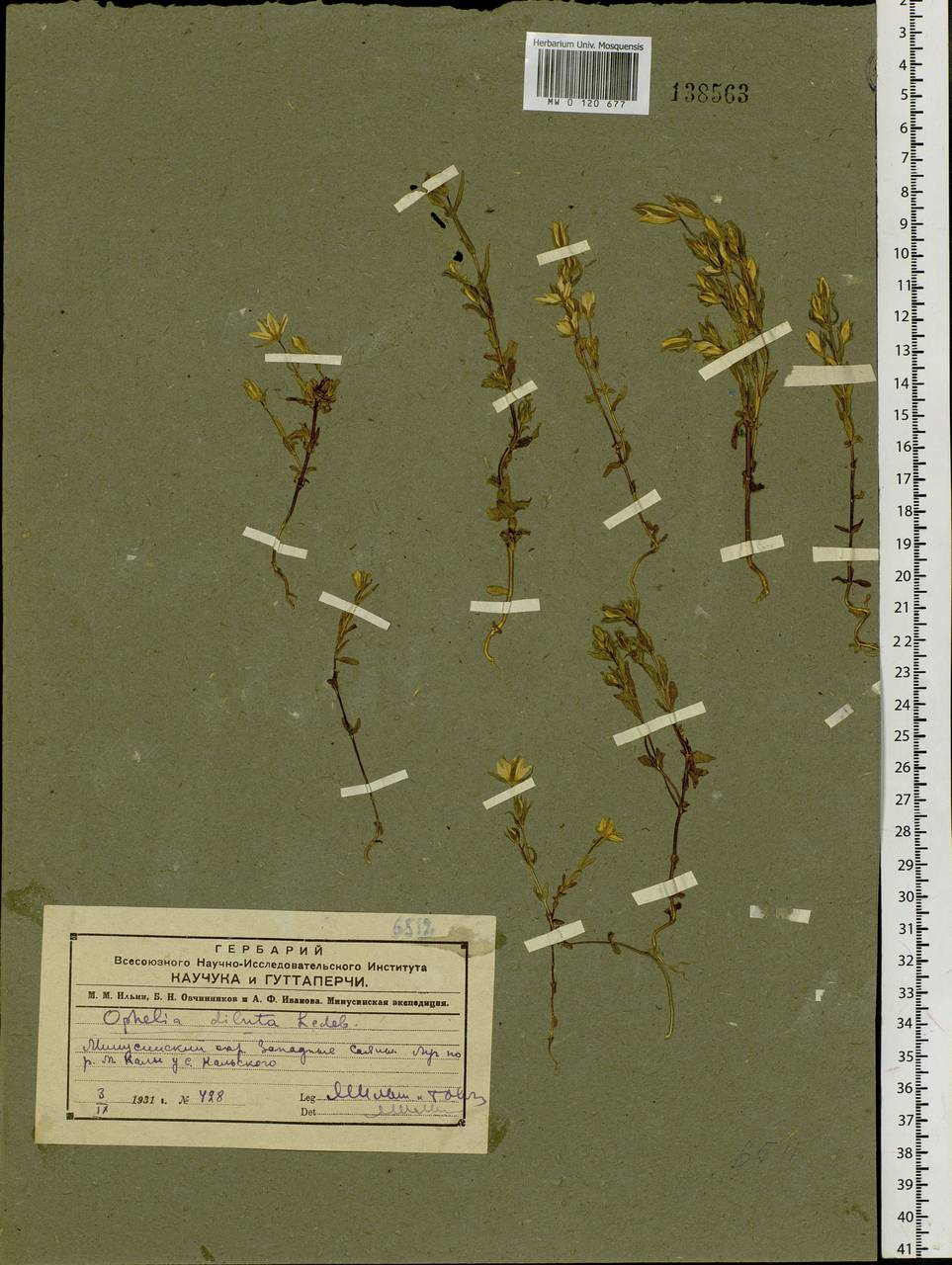 Lomatogonium carinthiacum (Wulfen) Rchb., Siberia, Altai & Sayany Mountains (S2) (Russia)
