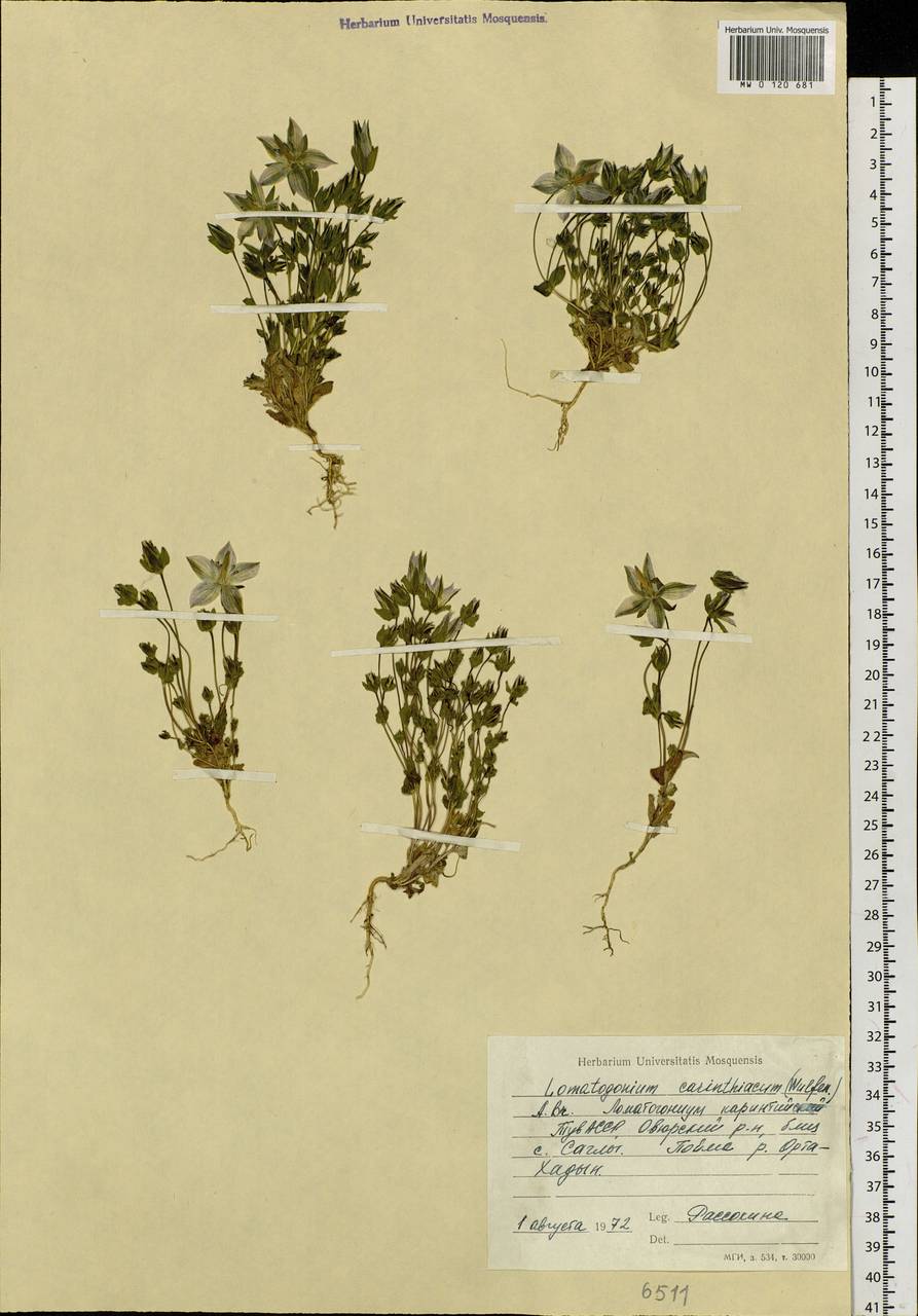 Lomatogonium carinthiacum (Wulfen) Reichenb., Siberia, Altai & Sayany Mountains (S2) (Russia)