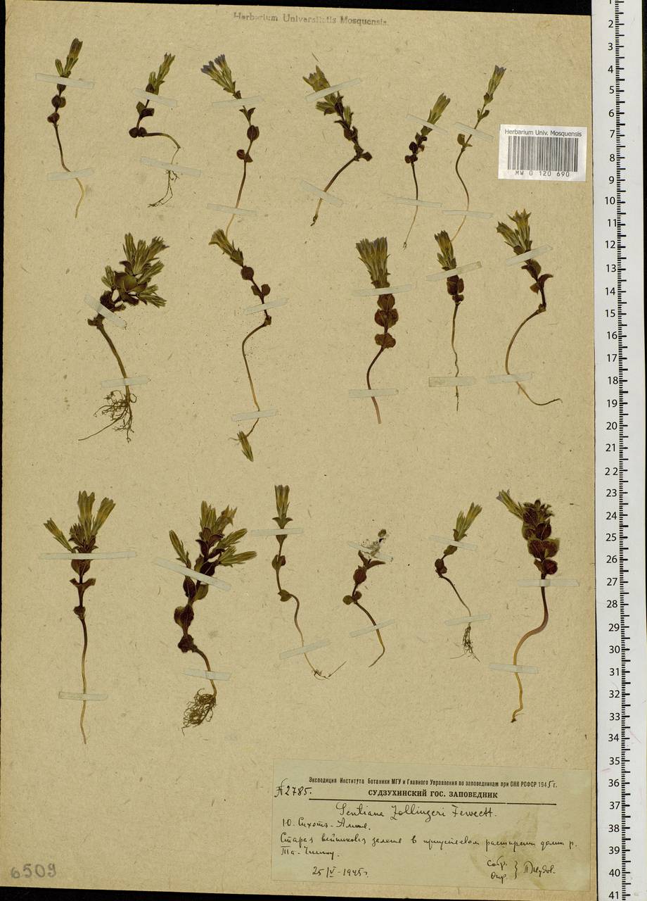 Gentiana zollingeri Fawcett, Siberia, Russian Far East (S6) (Russia)