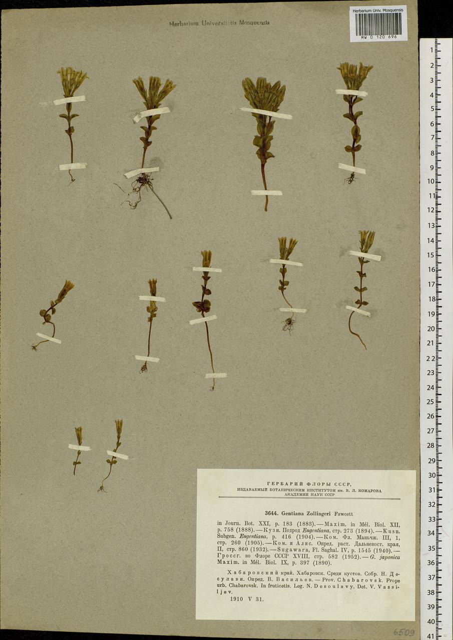 Gentiana zollingeri Fawc., Siberia, Russian Far East (S6) (Russia)