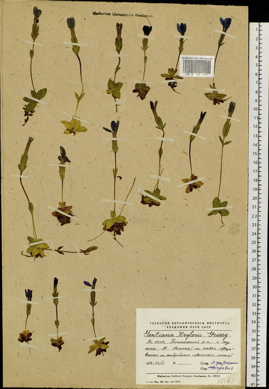 Gentiana uniflora Georgi, Siberia, Yakutia (S5) (Russia)
