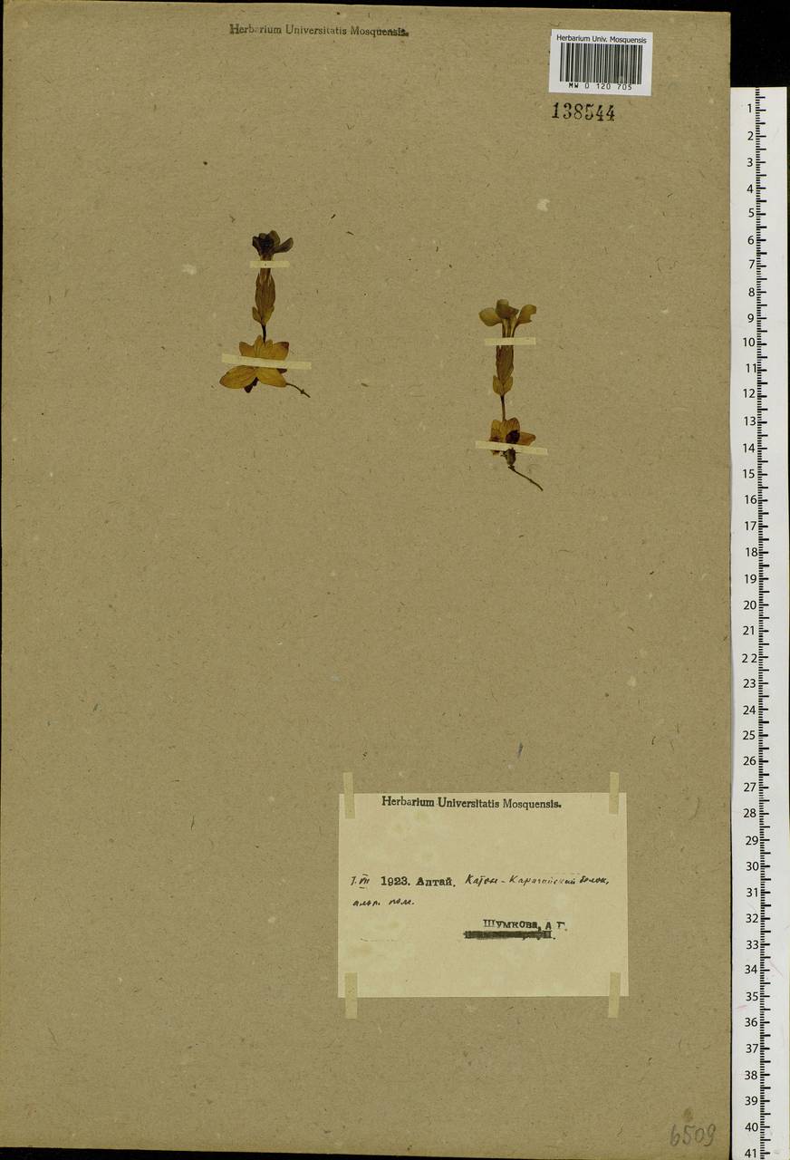 Gentiana uniflora Georgi, Siberia, Western (Kazakhstan) Altai Mountains (S2a) (Kazakhstan)