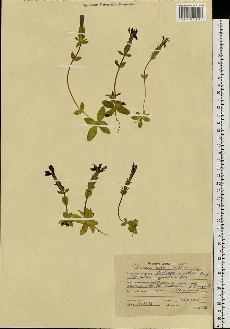 Gentiana uniflora Georgi, Siberia, Altai & Sayany Mountains (S2) (Russia)