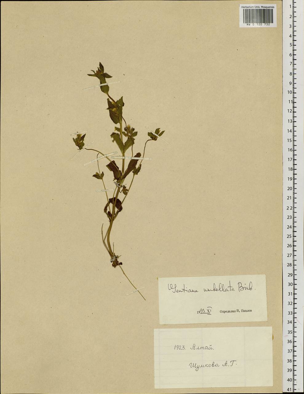 Gentianella umbellata (M.Bieb.) Holub, Siberia, Western (Kazakhstan) Altai Mountains (S2a) (Kazakhstan)