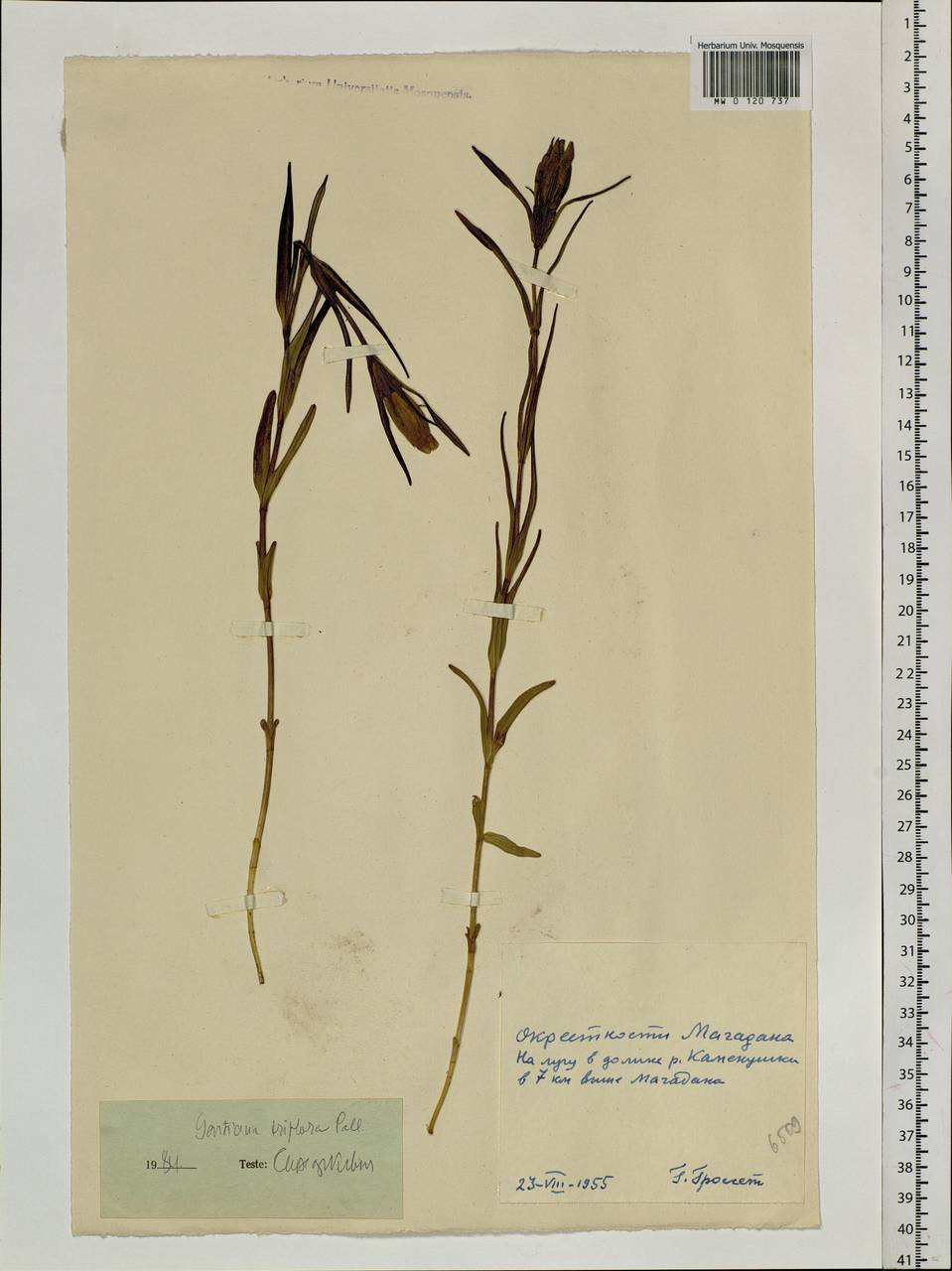 Gentiana triflora Pall., Siberia, Chukotka & Kamchatka (S7) (Russia)