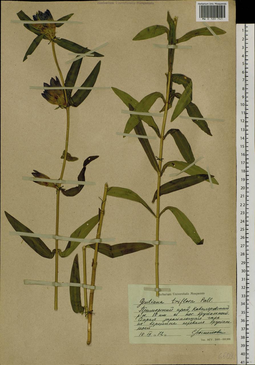 Gentiana triflora Pall., Siberia, Russian Far East (S6) (Russia)