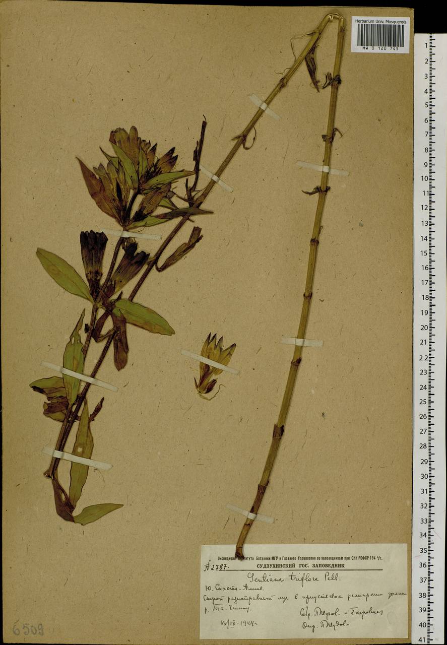 Gentiana triflora Pall., Siberia, Russian Far East (S6) (Russia)