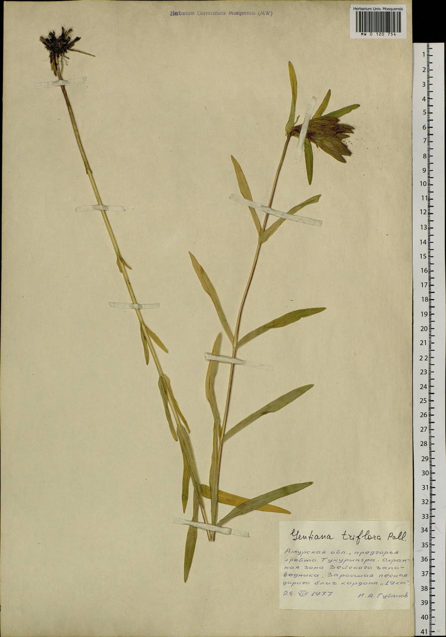 Gentiana triflora Pall., Siberia, Russian Far East (S6) (Russia)