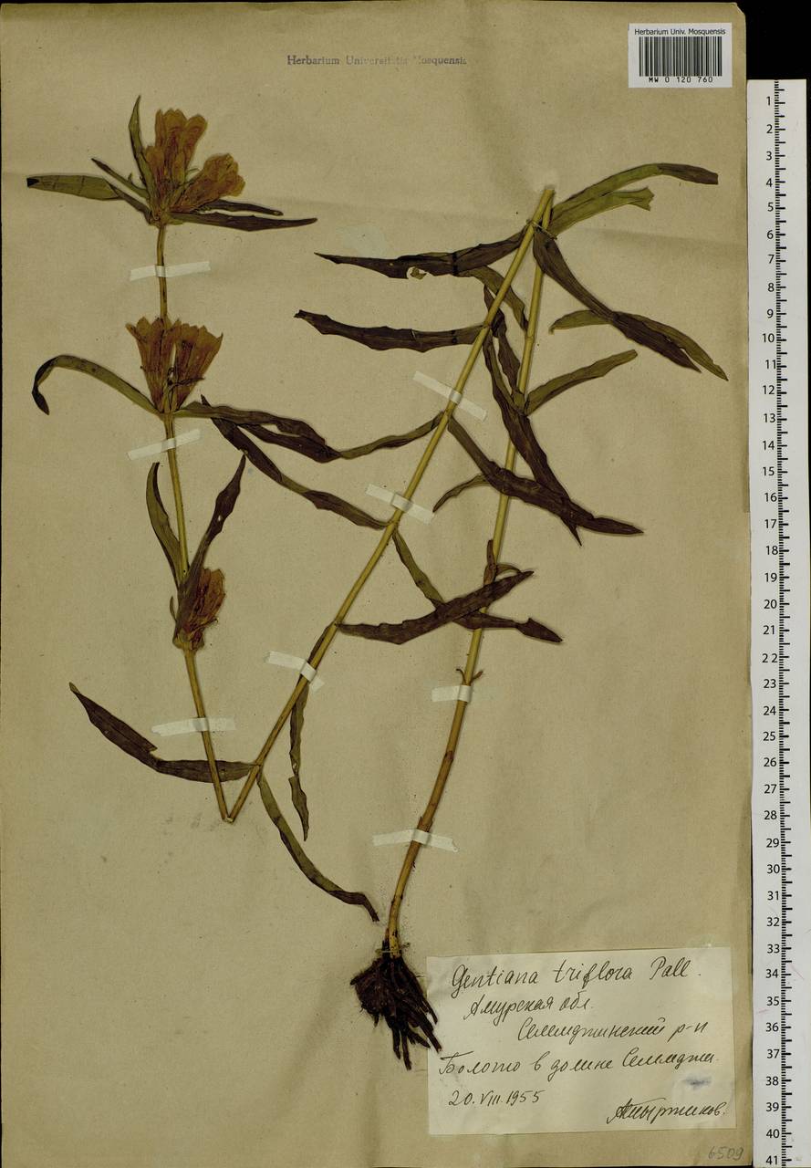 Gentiana triflora, Siberia, Russian Far East (S6) (Russia)