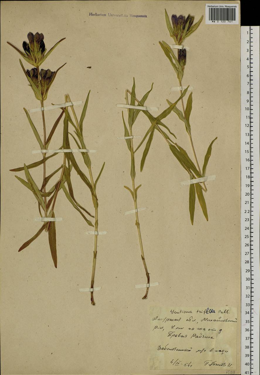 Gentiana triflora Pall., Siberia, Russian Far East (S6) (Russia)
