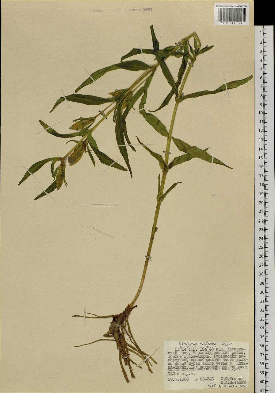 Gentiana triflora, Siberia, Russian Far East (S6) (Russia)