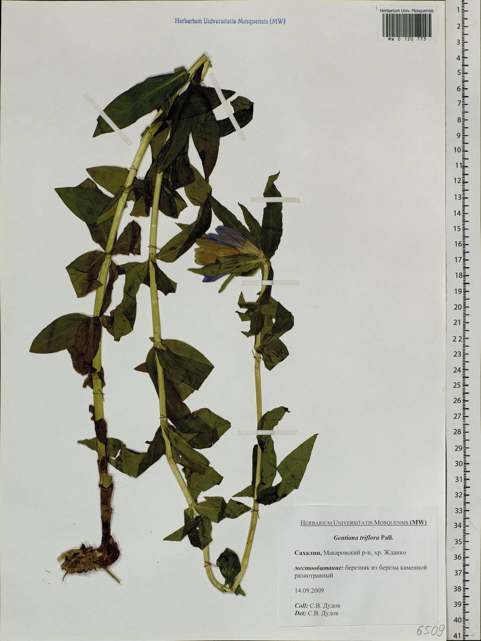 Gentiana triflora Pall., Siberia, Russian Far East (S6) (Russia)