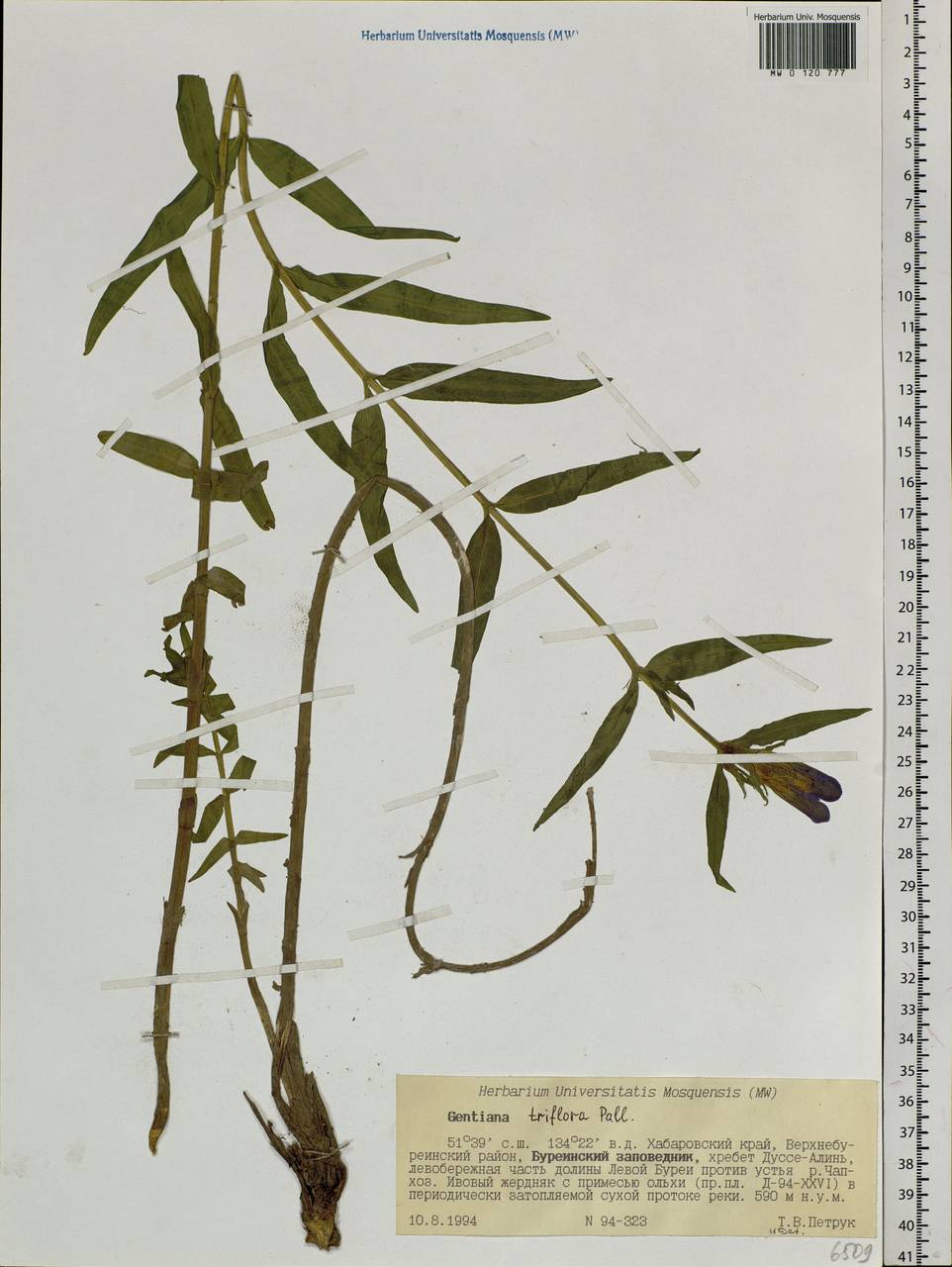 Gentiana triflora Pall., Siberia, Russian Far East (S6) (Russia)