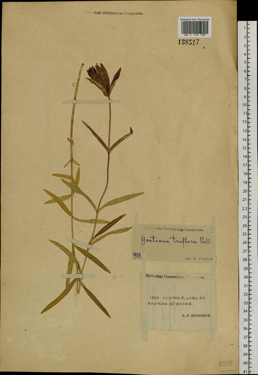 Gentiana triflora Pall., Siberia, Yakutia (S5) (Russia)