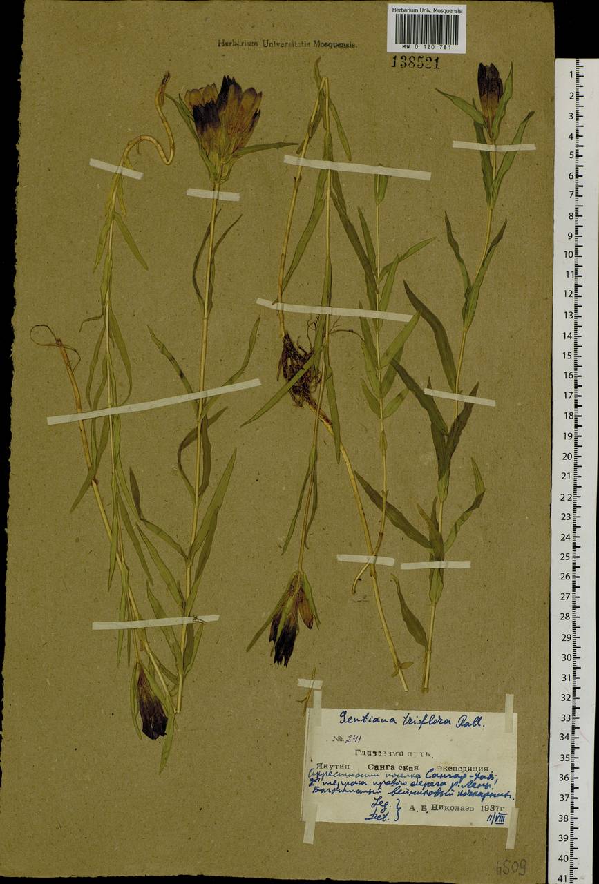 Gentiana triflora Pall., Siberia, Yakutia (S5) (Russia)