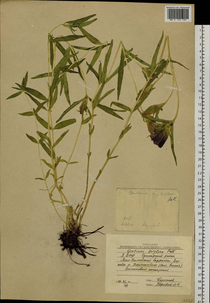Gentiana triflora Pall., Siberia, Yakutia (S5) (Russia)