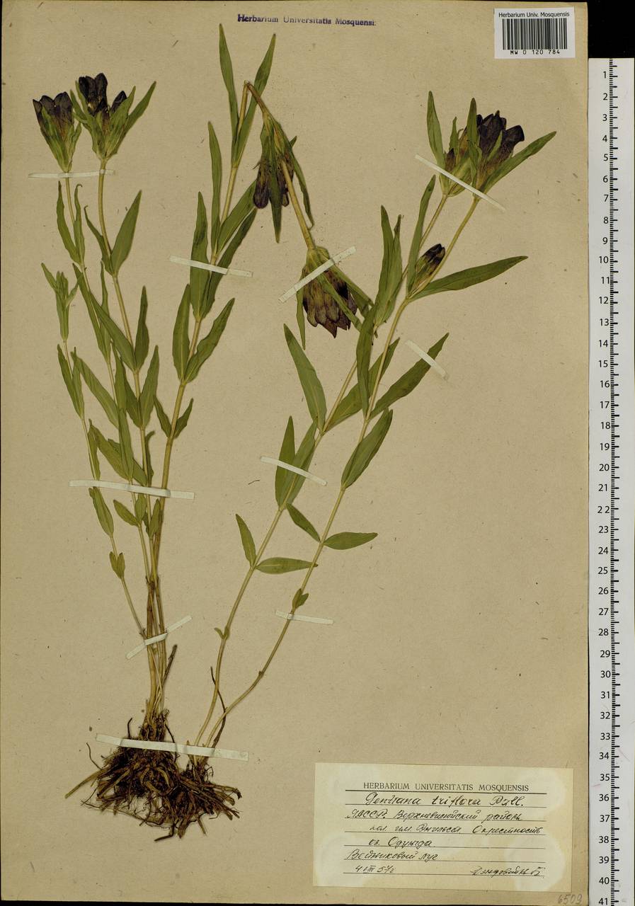 Gentiana triflora, Siberia, Yakutia (S5) (Russia)
