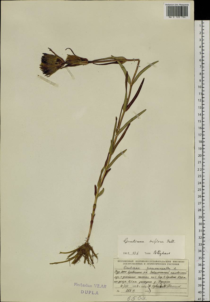 Gentiana triflora, Siberia, Baikal & Transbaikal region (S4) (Russia)