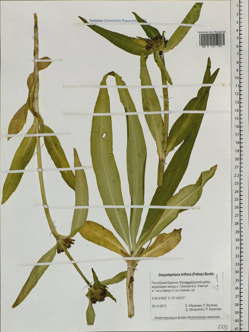 Gentiana triflora Pall., Siberia, Baikal & Transbaikal region (S4) (Russia)