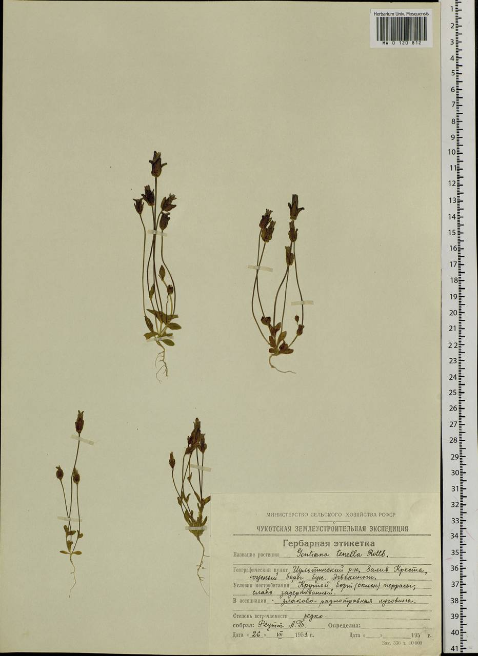 Comastoma tenellum (Rottb.) Toyok., Siberia, Chukotka & Kamchatka (S7) (Russia)