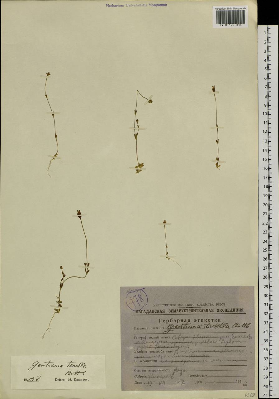 Comastoma tenellum (Rottb.) Toyok., Siberia, Chukotka & Kamchatka (S7) (Russia)