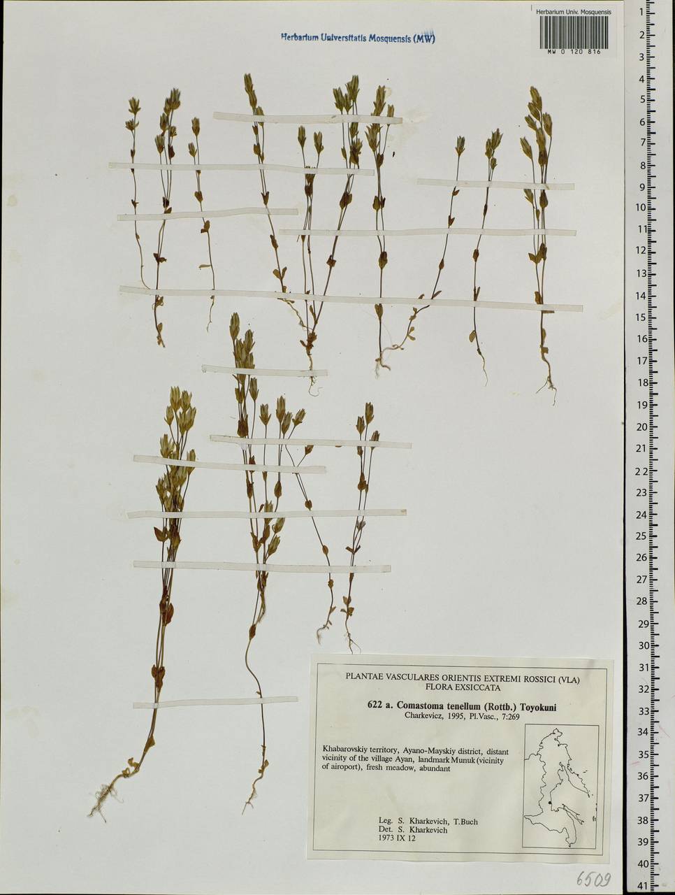 Comastoma tenellum (Rottb.) Toyok., Siberia, Russian Far East (S6) (Russia)