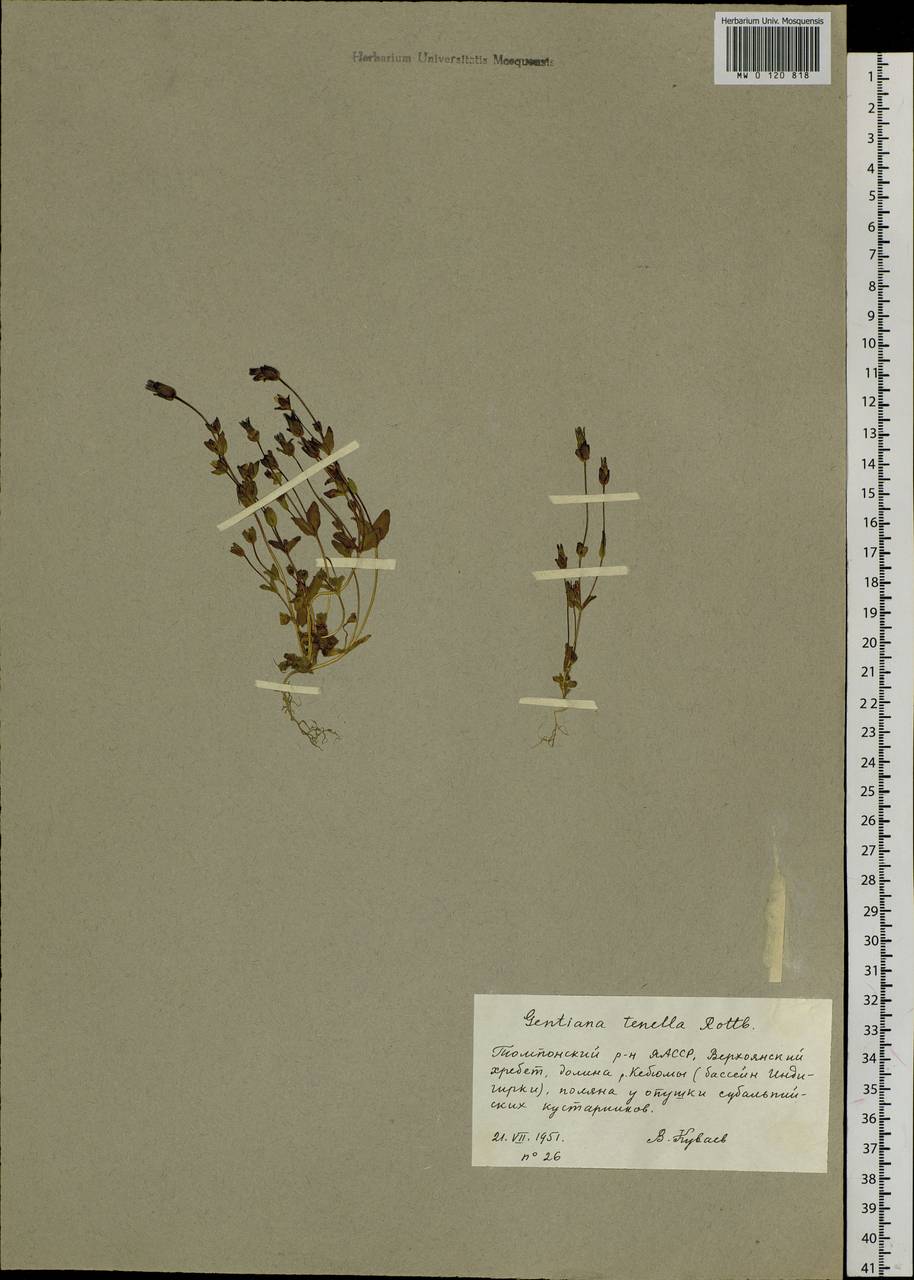 Comastoma tenellum, Siberia, Yakutia (S5) (Russia)