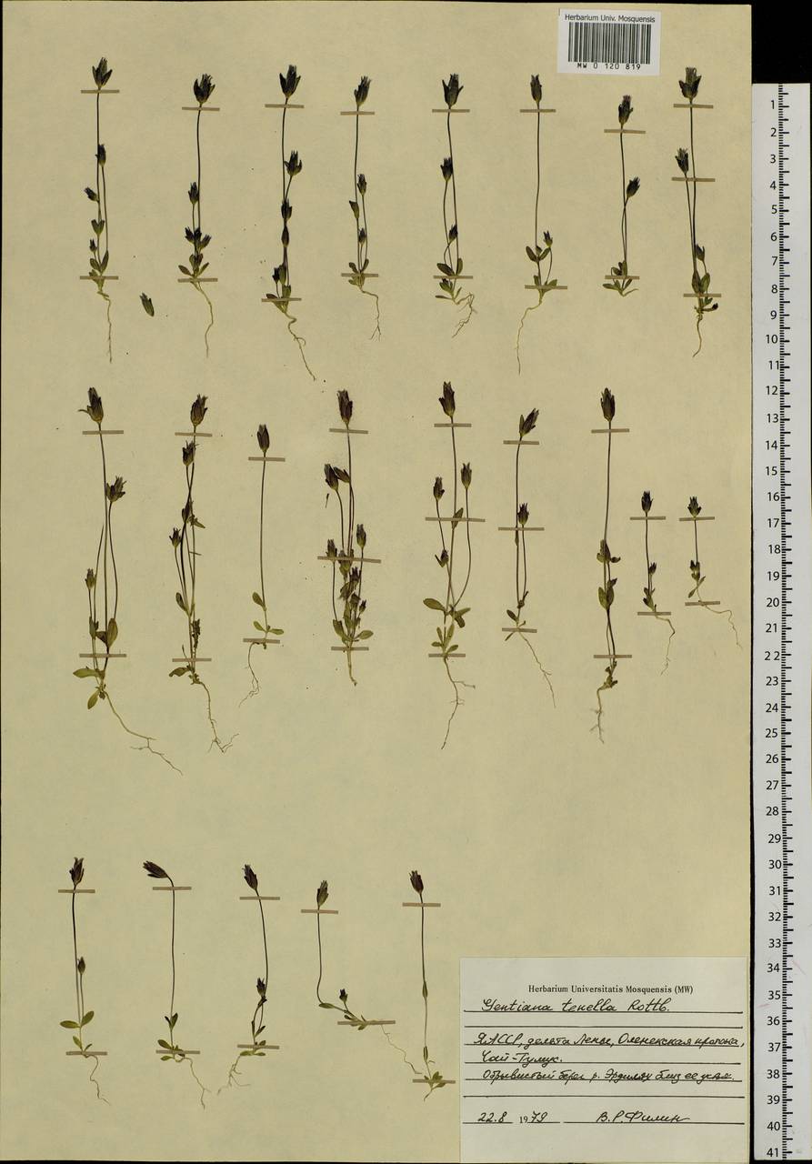 Comastoma tenellum (Rottb.) Toyok., Siberia, Yakutia (S5) (Russia)
