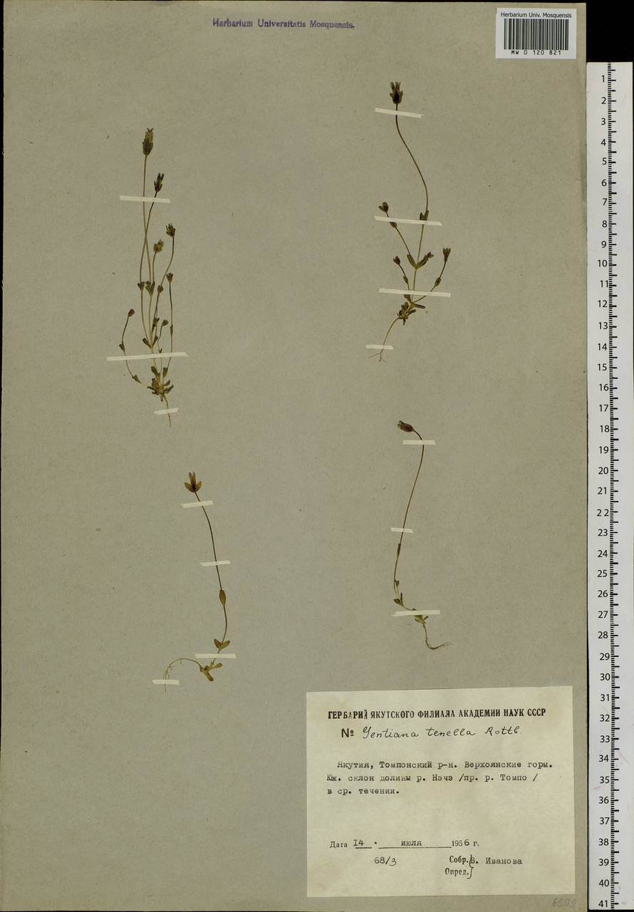 Comastoma tenellum (Rottb.) Toyok., Siberia, Yakutia (S5) (Russia)