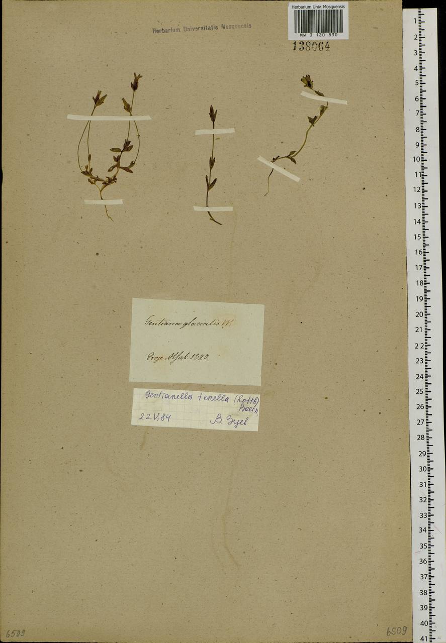 Comastoma tenellum (Rottb.) Toyok., Siberia, Baikal & Transbaikal region (S4) (Russia)