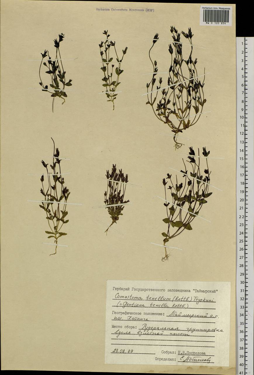 Comastoma tenellum (Rottb.) Toyok., Siberia, Central Siberia (S3) (Russia)