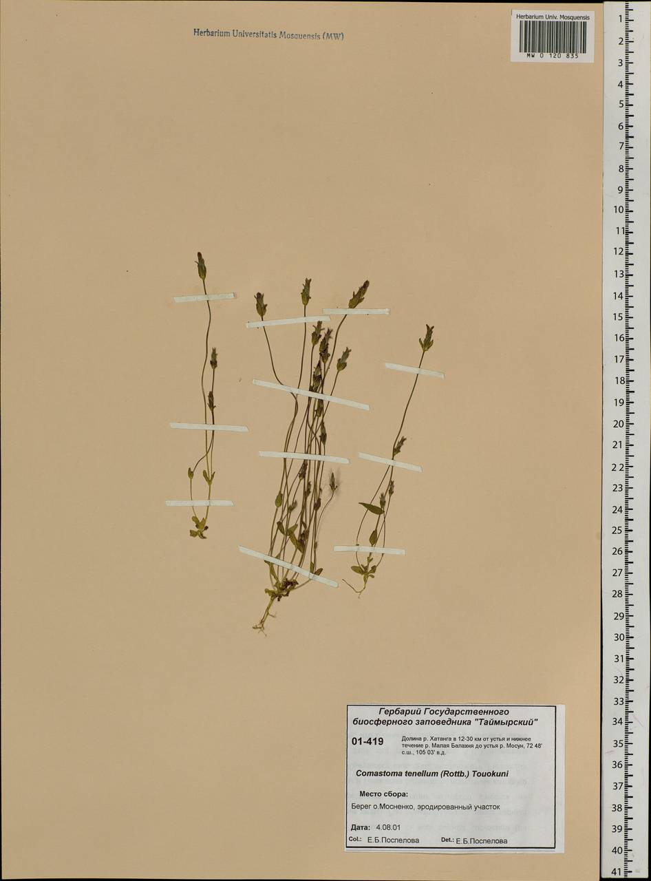 Comastoma tenellum (Rottb.) Toyok., Siberia, Central Siberia (S3) (Russia)