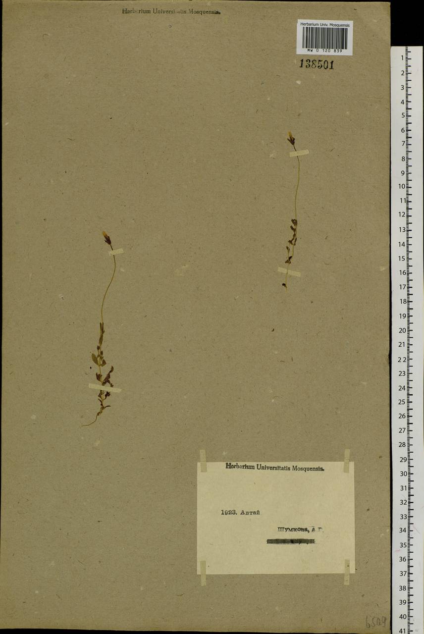Comastoma tenellum (Rottb.) Toyok., Siberia, Western (Kazakhstan) Altai Mountains (S2a) (Kazakhstan)