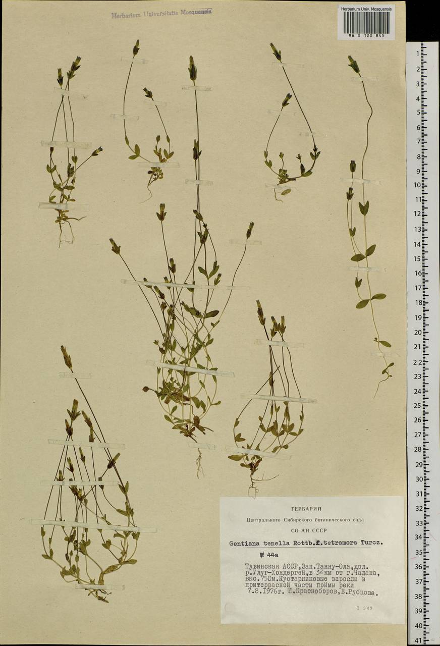 Comastoma tenellum (Rottb.) Toyok., Siberia, Altai & Sayany Mountains (S2) (Russia)
