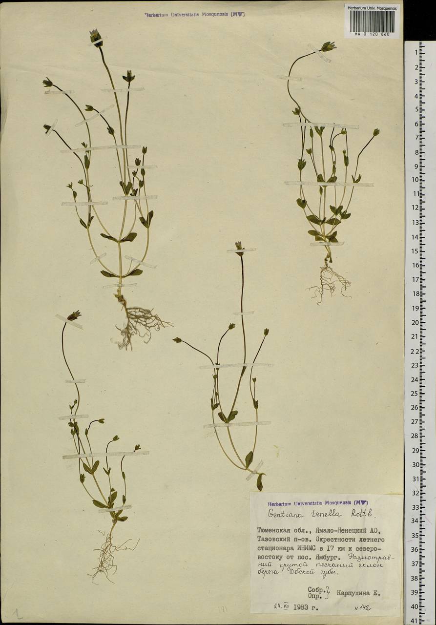 Comastoma tenellum, Siberia, Western Siberia (S1) (Russia)